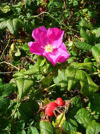 Rynkerose (Rosa rugosa) er en vakker men uønsket art og regnes som en av de største problemartene vi har i Norge. Rynkerose utkonkurrerer arter i den naturlige flora, inkludert truede arter. Den liker seg på sandjord og trives derfor godt på strendene på Verketsøya.